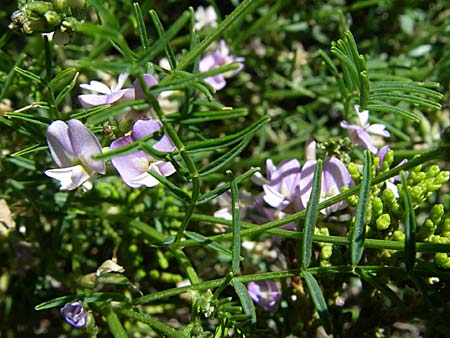 Astragalus austriacus \ �sterreicher Tragant, F Queyras, Vieille Ville 22.6.2008