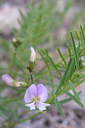 Astragalus austriacus \ �sterreicher Tragant, F Queyras, Vieille Ville 22.6.2008