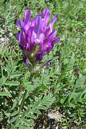 Astragalus hypoglottis \ Purpur-Tragant, F Queyras, Vieille Ville 22.6.2008