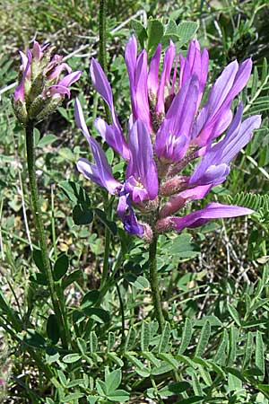 Astragalus hypoglottis \ Purpur-Tragant, F Queyras, Vieille Ville 22.6.2008