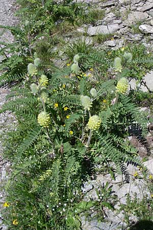 Astragalus alopecurus \ Fuchsschwanz-Tragant, F Queyras, Vieille Ville 22.6.2008
