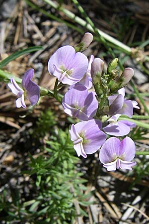 Astragalus austriacus \ �sterreicher Tragant, F Queyras, Vieille Ville 22.6.2008