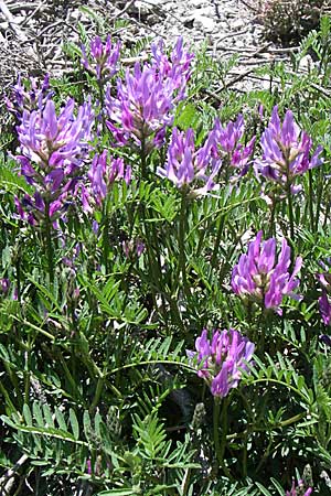 Astragalus hypoglottis \ Purpur-Tragant, F Queyras, Vieille Ville 22.6.2008
