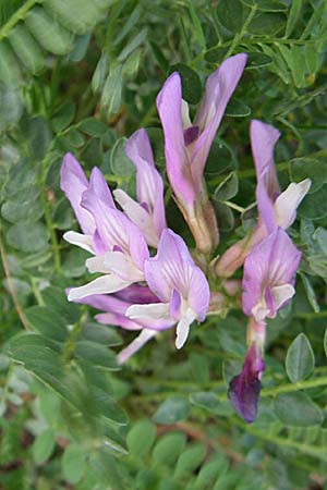 Astragalus monspessulanus \ Franzsischer Tragant / Montpellier Milk-Vetch, F Pyrenäen/Pyrenees, Eyne 25.6.2008