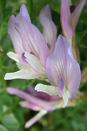 Astragalus monspessulanus \ Franzsischer Tragant / Montpellier Milk-Vetch, F Pyrenäen/Pyrenees, Eyne 25.6.2008