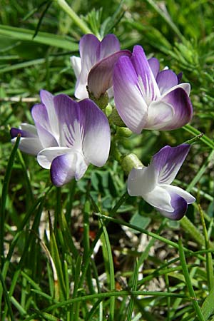 Astragalus alpinus \ Alpen-Tragant / Alpine Milk-Vetch, F Pyrenäen/Pyrenees, Eyne 25.6.2008