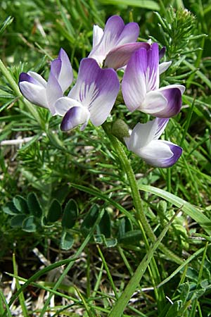 Astragalus alpinus \ Alpen-Tragant / Alpine Milk-Vetch, F Pyrenäen/Pyrenees, Eyne 25.6.2008