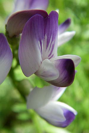 Astragalus alpinus \ Alpen-Tragant / Alpine Milk-Vetch, F Pyrenäen/Pyrenees, Eyne 25.6.2008