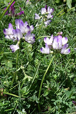Astragalus alpinus \ Alpen-Tragant / Alpine Milk-Vetch, F Pyrenäen/Pyrenees, Eyne 25.6.2008