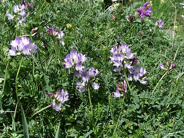 Astragalus alpinus \ Alpen-Tragant / Alpine Milk-Vetch, F Pyrenäen/Pyrenees, Eyne 25.6.2008