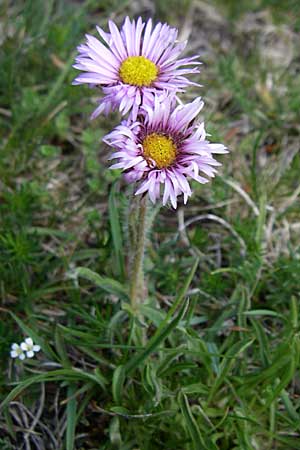 Erigeron aragonensis \ Aragon-Berufkraut, F Pyrenäen, Eyne 25.6.2008