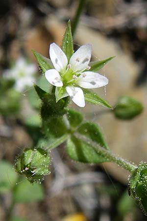 Arenaria serpyllifolia \ Quendelblttriges Sandkraut / Thyme-Leaved Sandwort, F Pyrenäen/Pyrenees, Err 26.6.2008