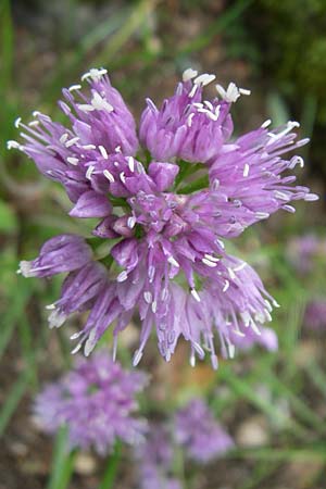 Allium senescens subsp. montanum \ Berg-Lauch / Mountain Garlic, German Garlic, F Vogesen/Vosges, Botan. Gar.  Haut Chitelet 5.8.2008