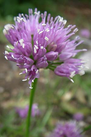 Allium senescens subsp. montanum \ Berg-Lauch / Mountain Garlic, German Garlic, F Vogesen/Vosges, Botan. Gar.  Haut Chitelet 5.8.2008