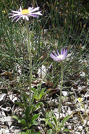 Aster alpinus subsp. cebennensis \ Cevennen-Aster / Cevennes Aster, F Causse Noir 28.5.2009