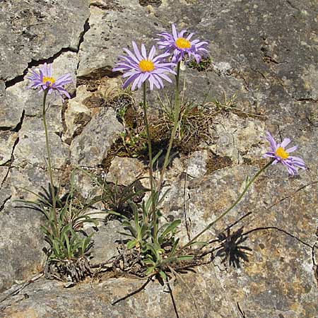 Aster alpinus subsp. cebennensis \ Cevennen-Aster / Cevennes Aster, F Mont Aigoual 29.5.2009