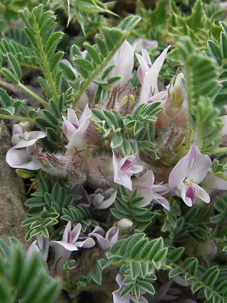 Astragalus sempervirens \ Dorn-Tragant / Mountain Tragacanth, F Col de la Bonette 8.7.2016
