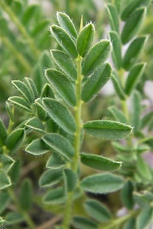 Astragalus sempervirens \ Dorn-Tragant / Mountain Tragacanth, F Col de la Bonette 8.7.2016