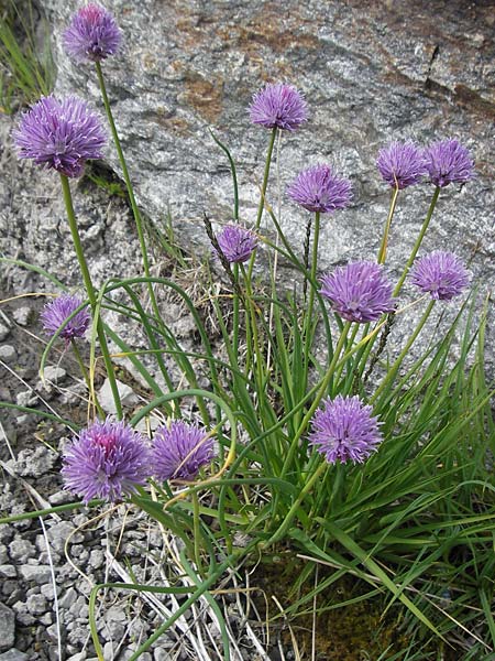 Allium schoenoprasum \ Schnitt-Lauch / Chives, F Col de la Bonette 8.7.2016