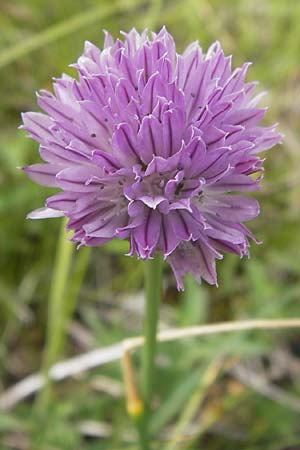 Allium schoenoprasum \ Schnitt-Lauch / Chives, F Col de la Bonette 8.7.2016