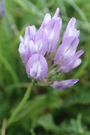 Astragalus danicus \ Dnischer Tragant / Purple Milk-Vetch, F Col de la Bonette 8.7.2016