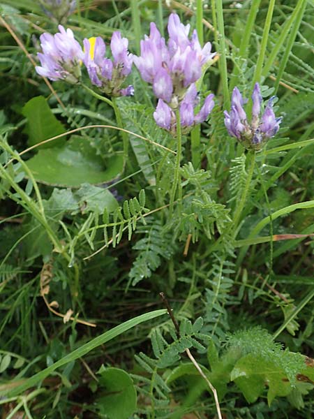Astragalus danicus \ Dnischer Tragant / Purple Milk-Vetch, F Col de la Bonette 8.7.2016