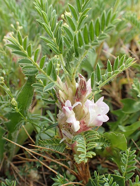 Astragalus sempervirens \ Dorn-Tragant / Mountain Tragacanth, F Col de la Bonette 8.7.2016