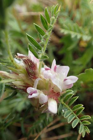 Astragalus sempervirens \ Dorn-Tragant / Mountain Tragacanth, F Col de la Bonette 8.7.2016