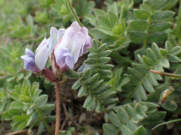 Astragalus danicus \ Dnischer Tragant / Purple Milk-Vetch, F Col de la Bonette 8.7.2016