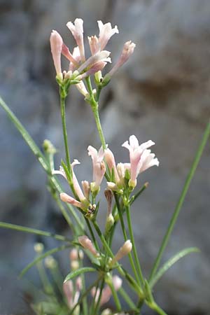 Asperula aristata \ Grannen-Meister / Woodruff, F Pyrenäen/Pyrenees, Gorges de Galamus 23.7.2018
