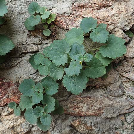 Asarina procumbens \ Nierenblttriges Lwenmaul / Trailing Snapdragon, F Pyrenäen/Pyrenees, Mantet 28.7.2018