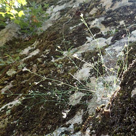 Asperula aristata \ Grannen-Meister / Woodruff, F Pyrenäen/Pyrenees, Caranca - Schlucht / Gorge 30.7.2018