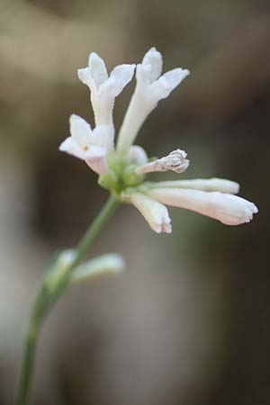 Asperula aristata \ Grannen-Meister / Woodruff, F Pyrenäen/Pyrenees, Caranca - Schlucht / Gorge 30.7.2018