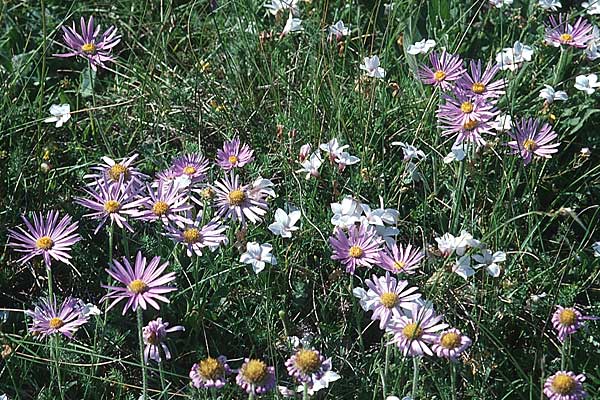 Aster alpinus subsp. cebennensis \ Cevennen-Aster / Cevennes Aster, F Causse du Larzac 12.6.2003