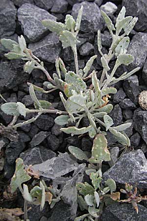 Atriplex halimus \ Strauch-Melde / Salt Bush, Sea Orache, F Camargue 13.5.2007