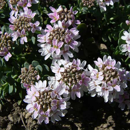 Aethionema thomasianum \ Thomas' Steint�schel / Thomas' Candytuft, F Col de Lautaret Botan. Gar.  28.6.2008