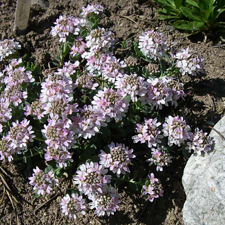Aethionema thomasianum \ Thomas' Steint�schel / Thomas' Candytuft, F Col de Lautaret Botan. Gar.  28.6.2008
