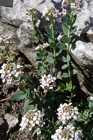 Aethionema thomasianum \ Thomas' Steint�schel / Thomas' Candytuft, F Col de Lautaret Botan. Gar.  28.6.2008