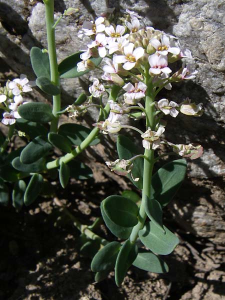 Aethionema thomasianum \ Thomas' Steint�schel / Thomas' Candytuft, F Col de Lautaret Botan. Gar.  28.6.2008