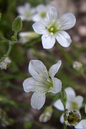 Arenaria tmolea ? \ Tmolos-Sandkraut / Mount Tmolos Sandwort, F Vogesen/Vosges, Botan. Gar.  Haut Chitelet 5.8.2008