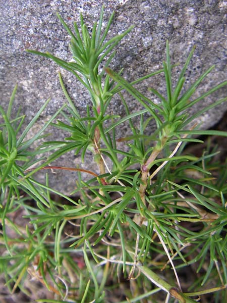 Arenaria tmolea ? \ Tmolos-Sandkraut / Mount Tmolos Sandwort, F Vogesen/Vosges, Botan. Gar.  Haut Chitelet 5.8.2008