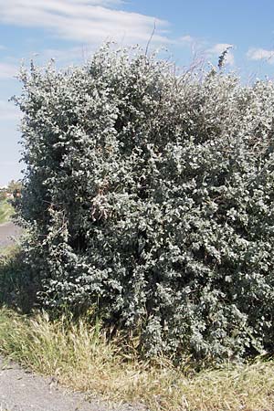 Atriplex halimus \ Strauch-Melde / Salt Bush, Sea Orache, F Saintes Maries de la Mer 26.5.2009
