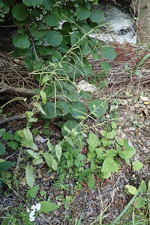 Arabis turrita \ Turm-Gnsekresse / Tower Cress, F Pyrenäen/Pyrenees, Segre - Schlucht / Gorge 2.8.2018