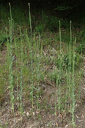 Arabis glabra \ Kahles Turmkraut / Tower Mustard, F Vogesen/Vosges, Ruine Freundstein 18.6.2019
