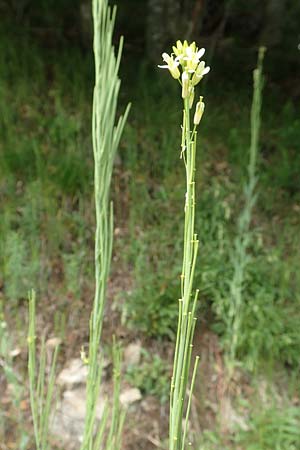 Arabis glabra \ Kahles Turmkraut / Tower Mustard, F Vogesen/Vosges, Ruine Freundstein 18.6.2019