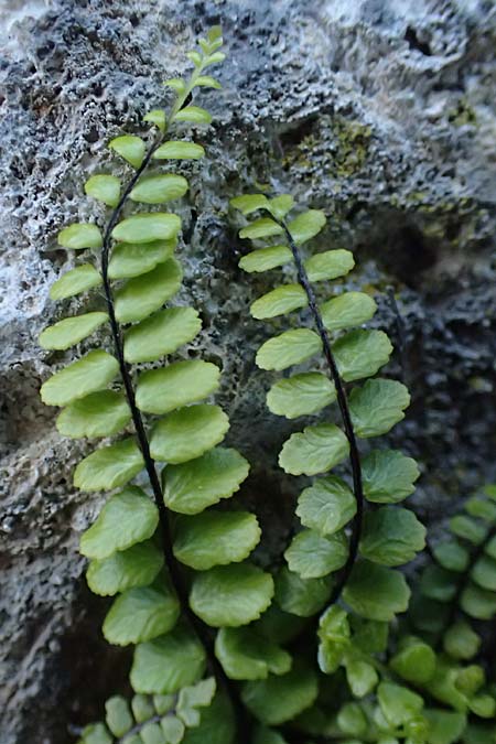 Asplenium trichomanes subsp. trichomanes \ Silikatliebender Brauner Streifenfarn / Spleenwort, F Tende 17.5.2026