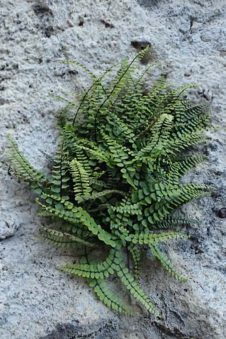 Asplenium trichomanes subsp. trichomanes \ Silikatliebender Brauner Streifenfarn / Spleenwort, F Tende 17.5.2026