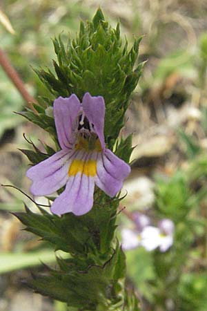 Euphrasia alpina \ Alpen-Augentrost / Alpine Eyebright, F Montsegur 15.8.2006