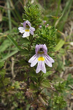 Euphrasia alpina \ Alpen-Augentrost / Alpine Eyebright, F Montsegur 15.8.2006