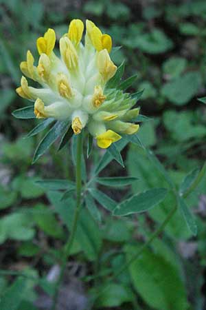 Anthyllis vulneraria subsp. carpatica \ Karpaten-Wundklee / Carpathian Kidney Vetch, F Allevard 11.6.2006